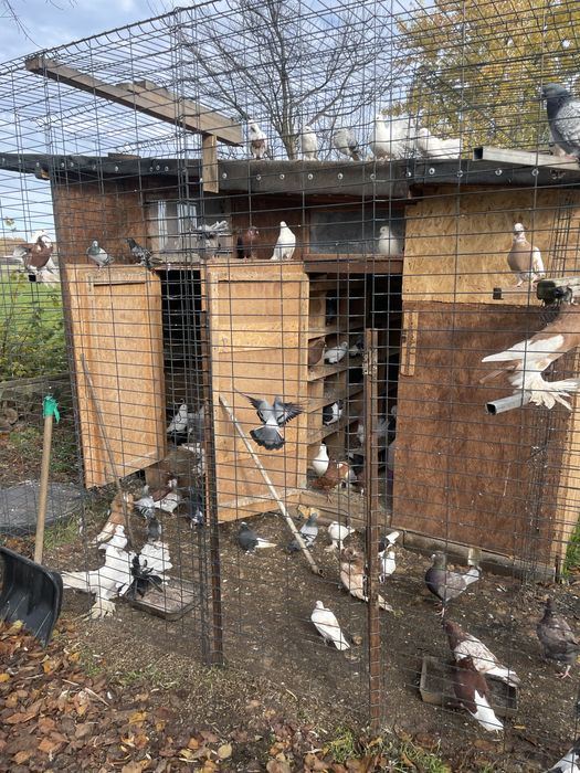 Likwidacja gołebnika