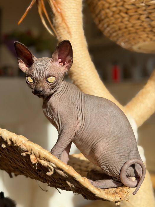 Sfinks Sphynx kanadyjski kotka