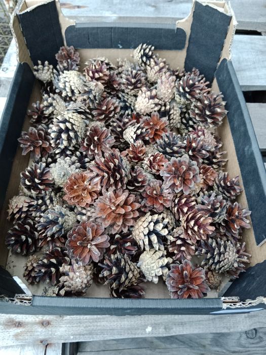 Szyszki sosny 1 kg ok 150 szt