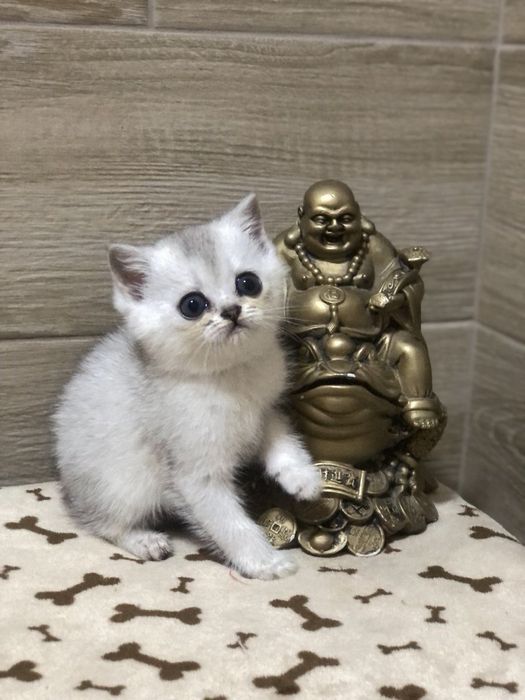 Британський хлопчик!