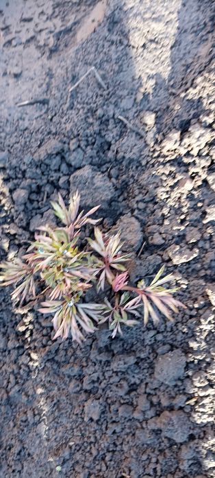 Продам квітку діцентру (розбите серце)