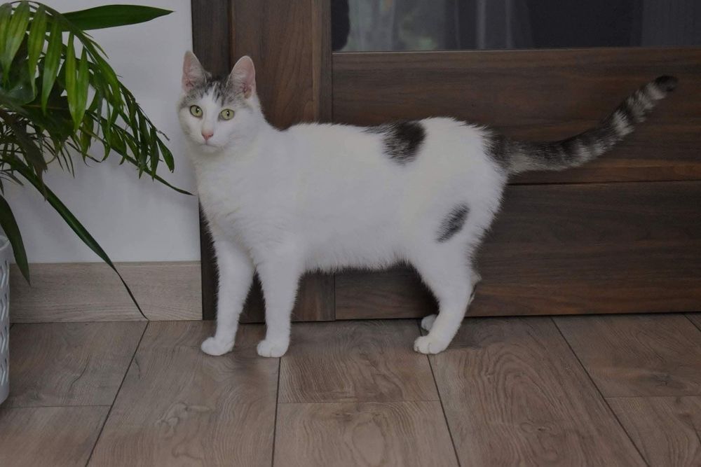 Słodki Diego czeka na adopcje