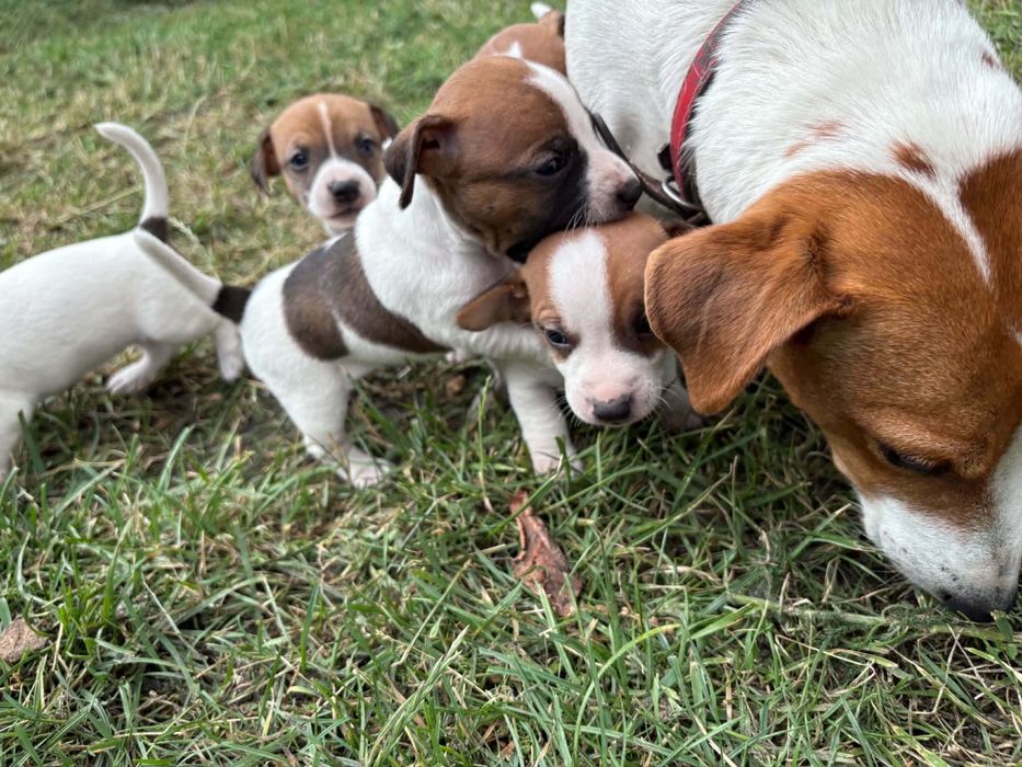 Sprzedam pieska Jack Russell terrier