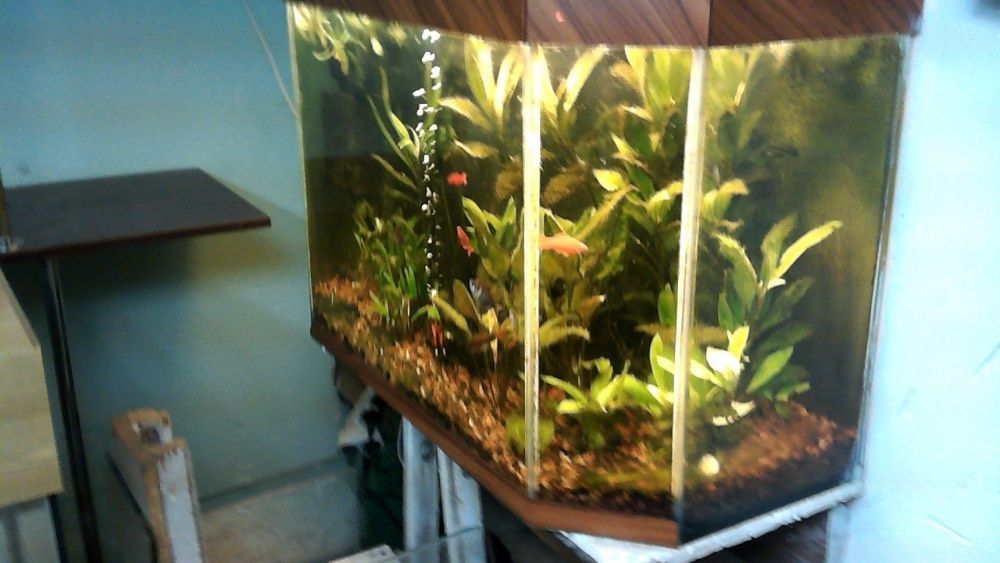 Аквариум, террариум бу 20 - 200 литров с гарантией, ремонт