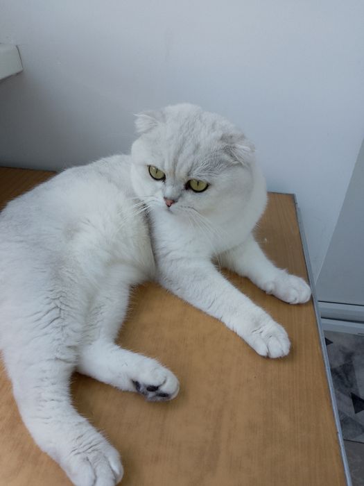 В'язка котів шотландська шиншила