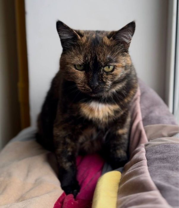 Кошка стерилизованная трехматсная в хорошие руки трьохкольорова киця