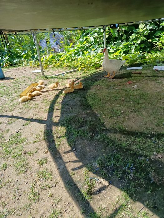 Каченята Німецької породи