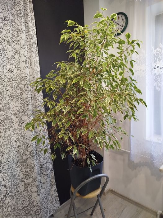 Fijus Benjamin  130cm