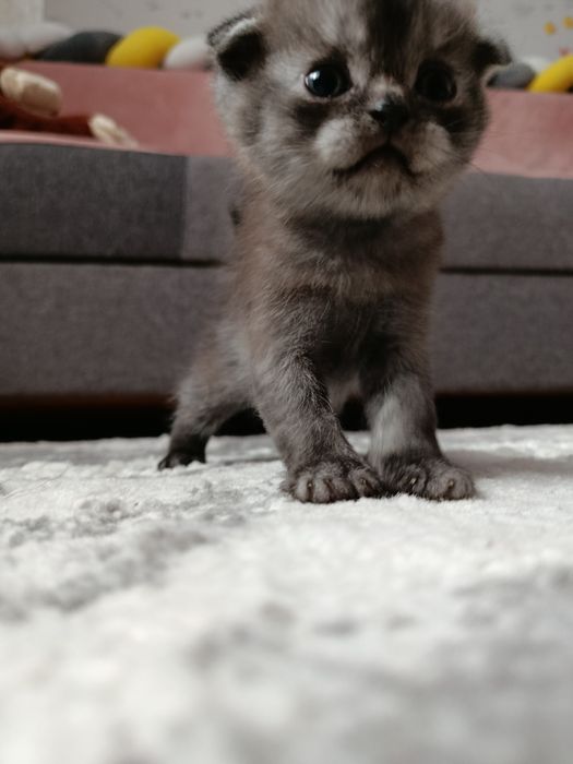 Кошенята блу поінт і срібляста шиншила