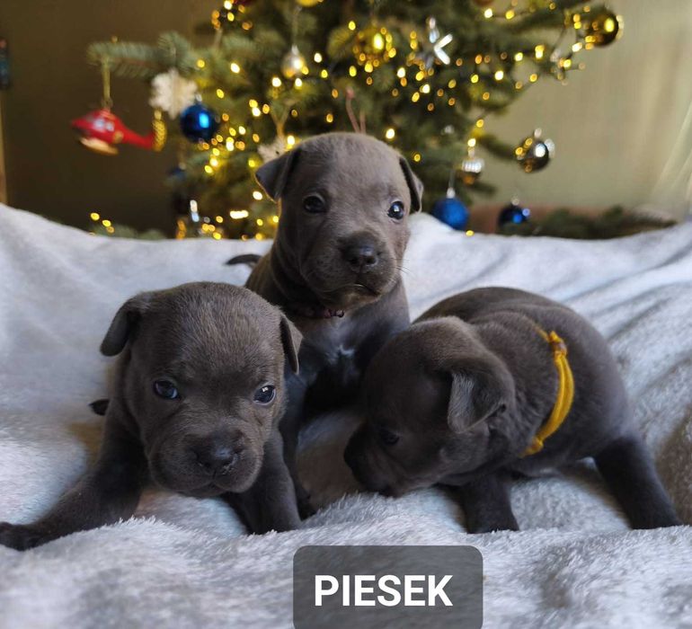 Staffordshire bull Terrier -Staffik- Błękitny piesek
