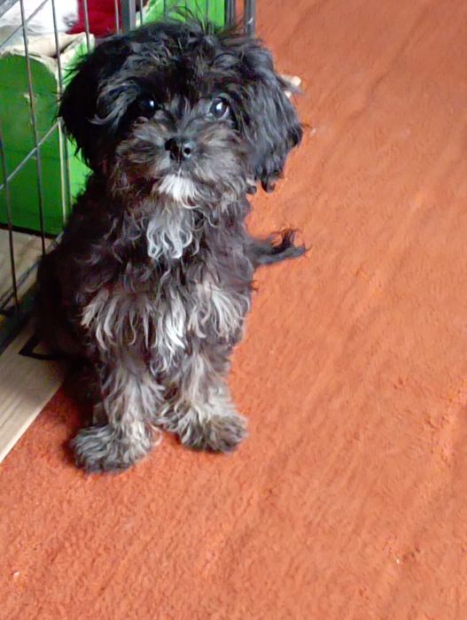 Cavapoo sunia  f1