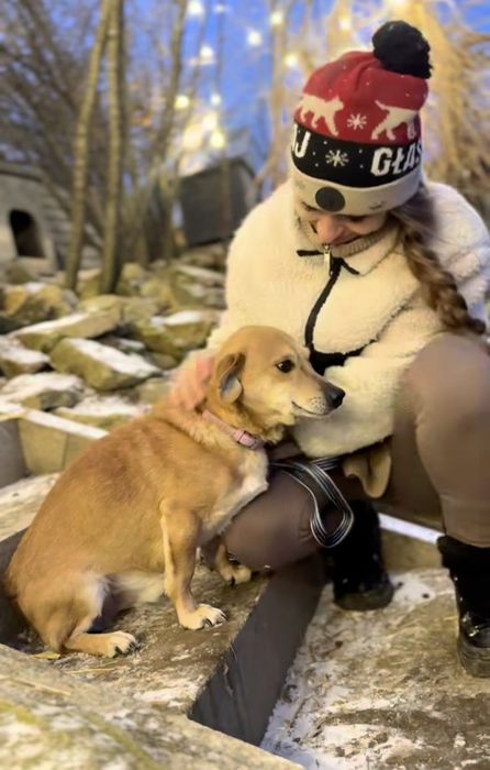 Niskopodłogowy samiec do adopcji