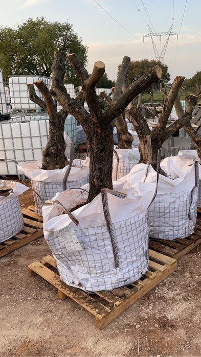 oliveiras jardim transporte domicilio