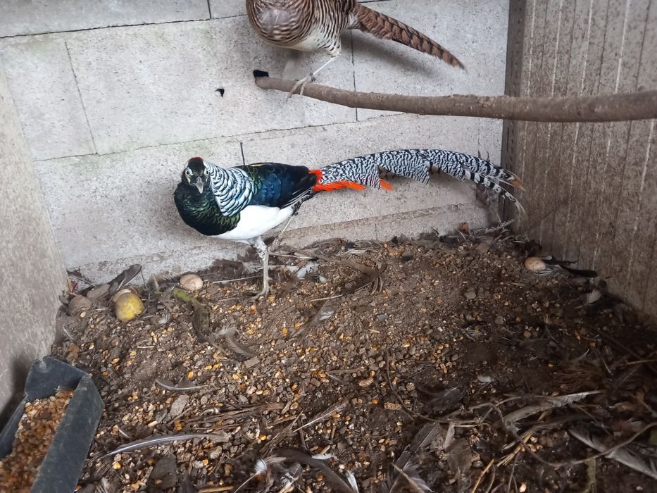 Varias aves disponiveis