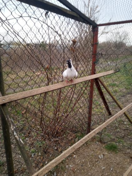 Gołębie różne gołębie