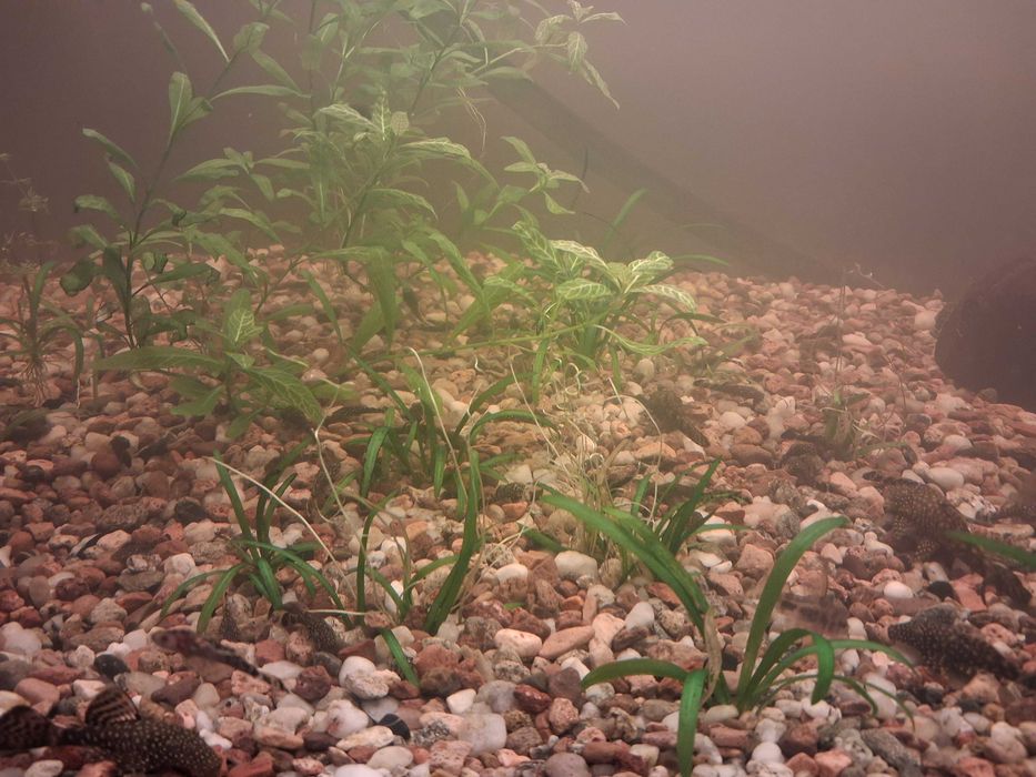 Glonojad Zbrojnik pospolity