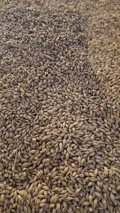 Sprzedam zboża paszowe I słomę.