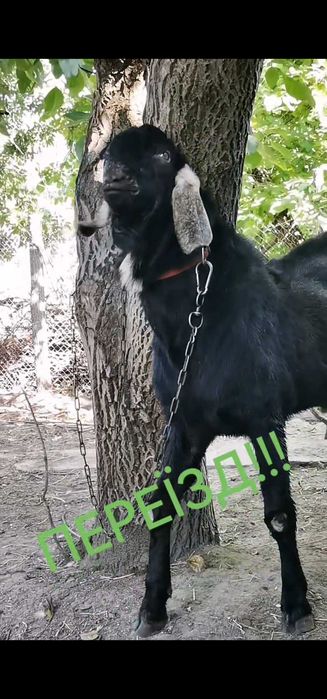 100% Англо-нубійський цап