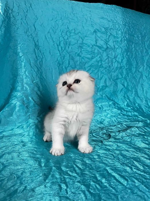 Кішечка Срібна шиншила