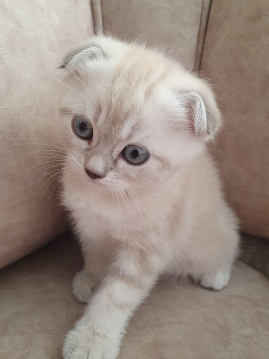 Шотландські кошенята