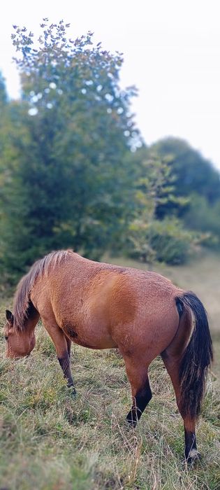 Молодий Коник  !