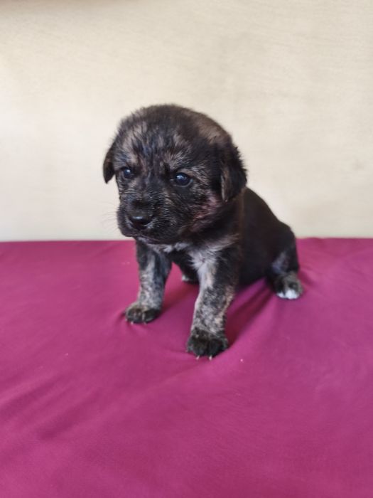 Casal de cães bebés para adoção
