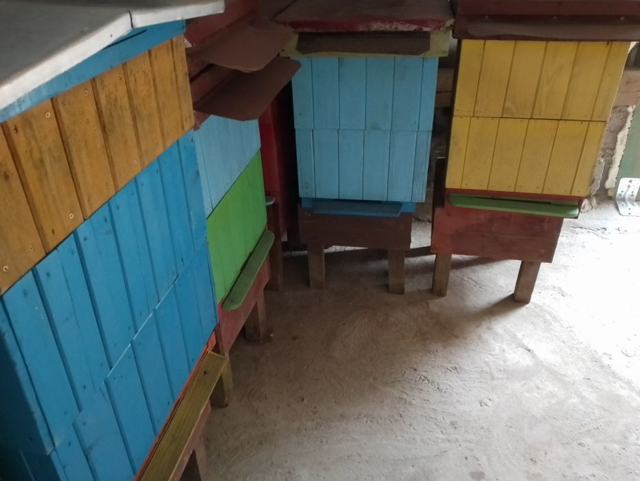 Ule wielkopolskie,pszczoły,pasieka,wosk,węza,pszczelarstwo,