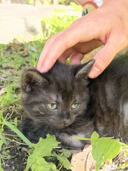 Кошенята в добрі руки