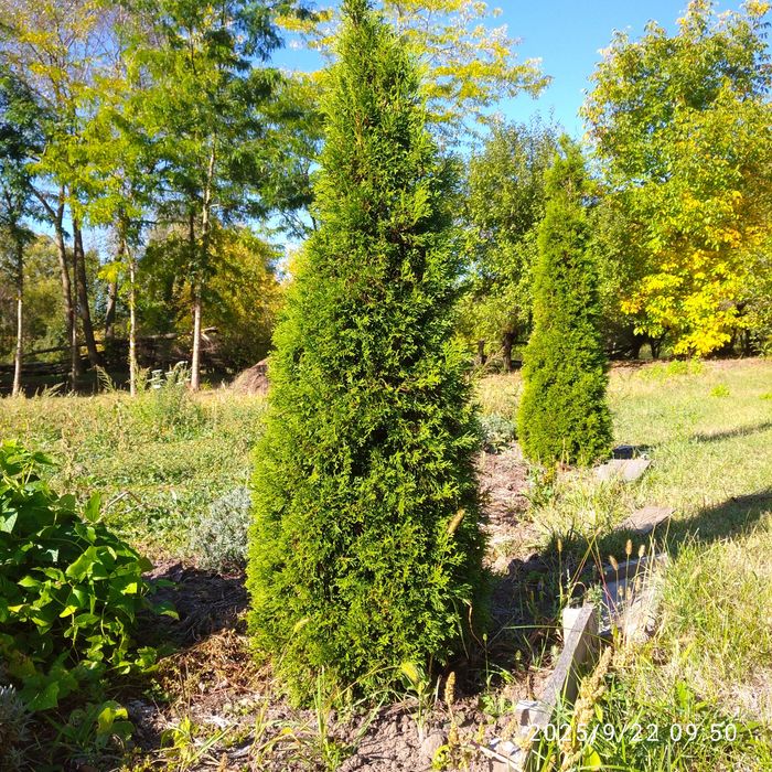 Туя західна Smaragd