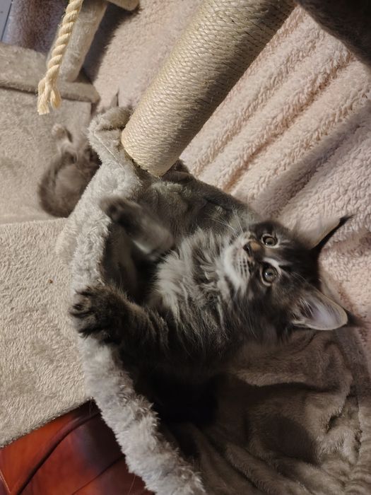 Kocur, Maine coon, kot  z rodowodem, ostatni kotek