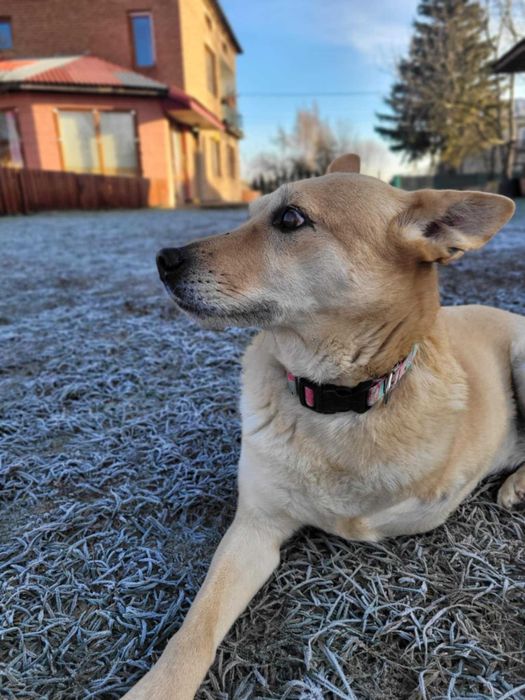 Trójłapka zwana aniołem