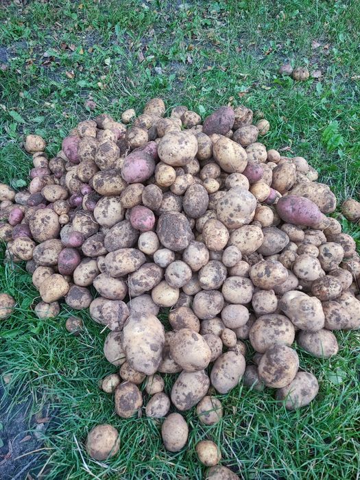 Sprzedaż ekologicznych ziemniaków