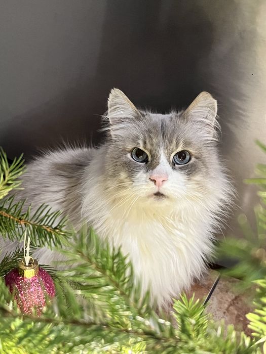 Пропав кіт, Заплачу за його повернення !!!