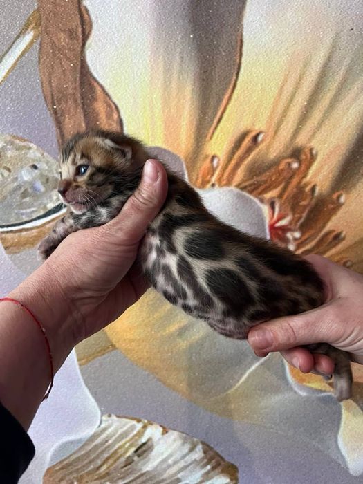 Бенгальские котята с документами