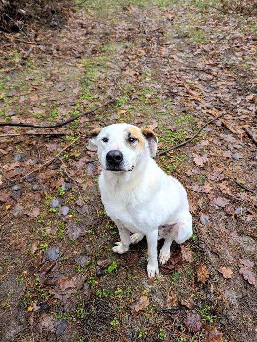 Mikro do adopcji