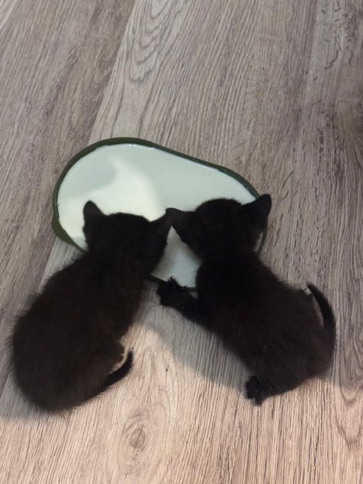 Кошенятка шукають родини