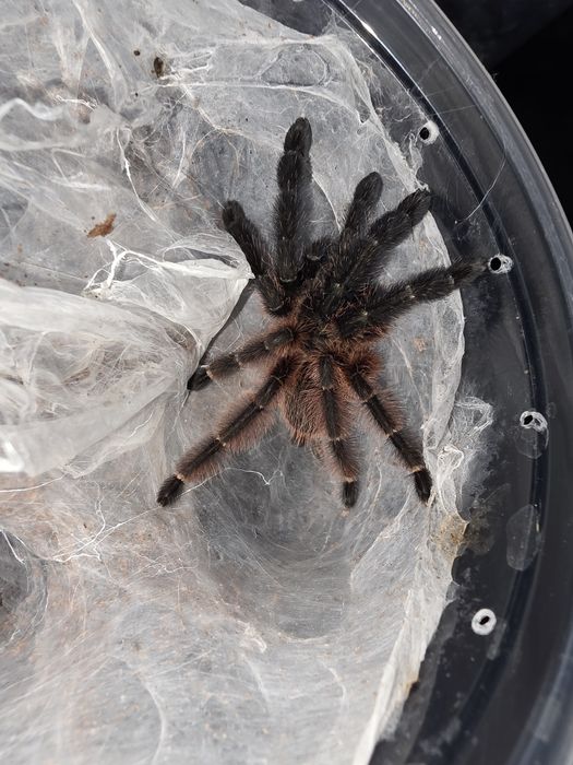 Samica  Psalmopoeus Victori L9
