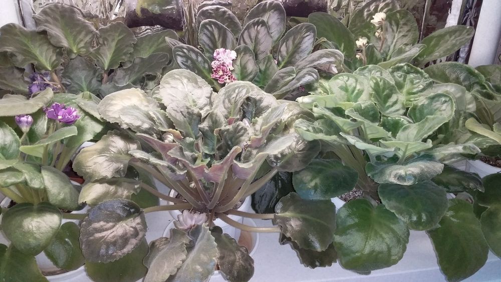 продам цветущие сортовые фиалки