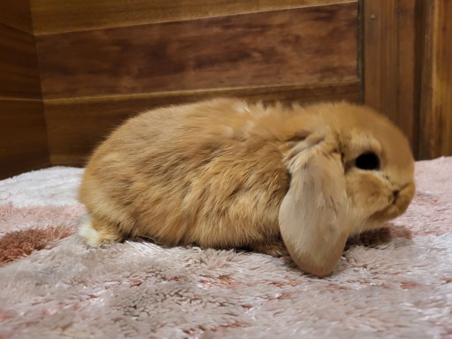 Kroliki baranki miniatury