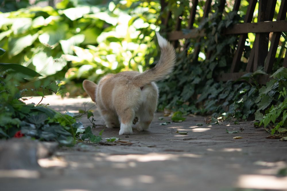 Дівчина коргі_Вишня дивовижна