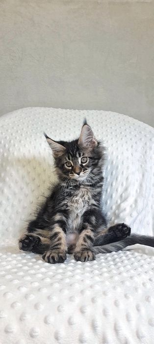 хлопчик Мейн-Кун дикий окрас