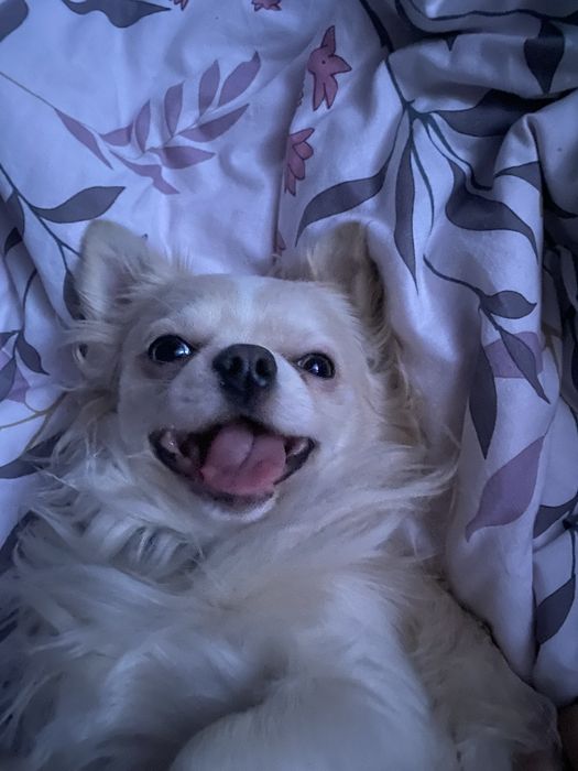 Ищу невесту чихуахуа