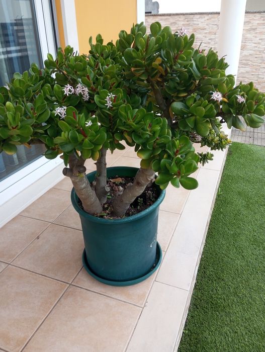 Suculentas.              .