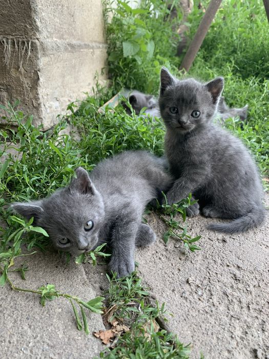 Віддамо безкоштовно кошенят, котят, мама кішка британка