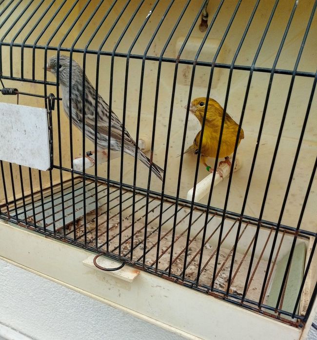 Canários (Yorkshire, Ágata, Mosaicos e outros)