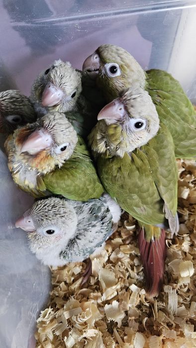 Pyrrhuras mollinae para acabar de criar a mão