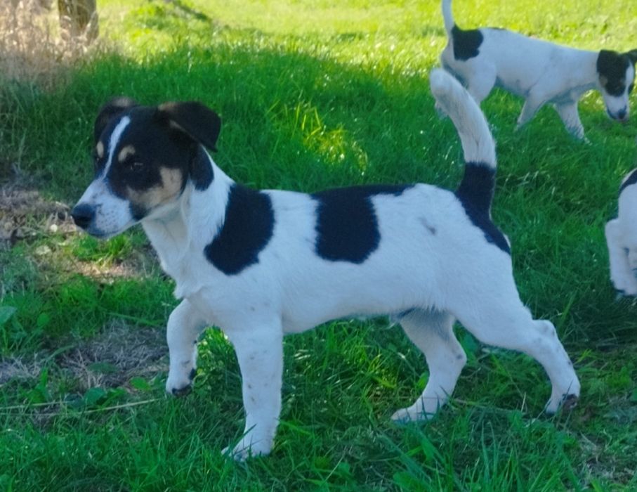 Szczeniak Jeck Russell Terrier