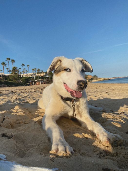 Pet Sitting • Cuidado com seu pet
