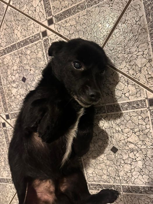 Miniaturowy Tolek szuka domu