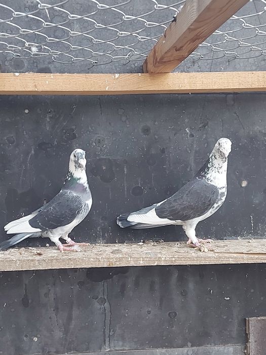 Sprzedam parę Staropolskich